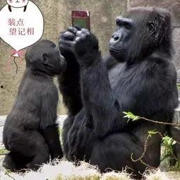 吃瓜的搞笑视频大猩猩,吃瓜视频里的欢乐“瓜农”  第3张