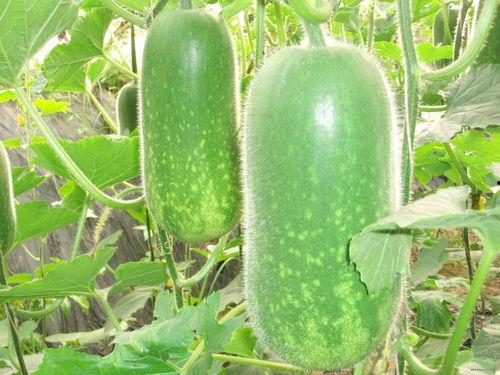 百变俱乐部吃瓜视频大全