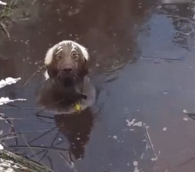 人吵架狗猫吃瓜视频大全,吵架现场吃瓜视频大全  第3张