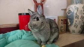 奇葩兔子吃瓜视频,揭秘兔子界的“网红”现象