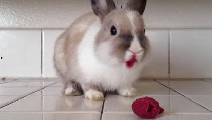 奇葩兔子吃瓜视频,揭秘兔子界的“网红”现象  第2张