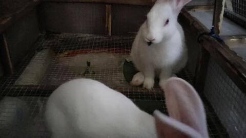 奇葩兔子吃瓜视频,揭秘兔子界的“网红”现象  第3张