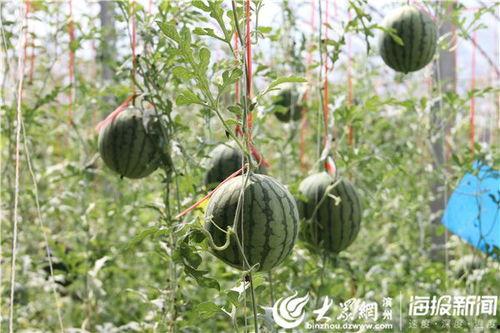 民和吃瓜视频  第3张