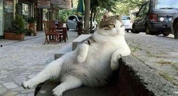 猫咪吃瓜主人拉腿视频播放,主人拉腿互动萌翻网友  第2张