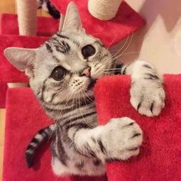 猫咪吃瓜主人拉腿视频播放,主人拉腿互动萌翻网友  第3张