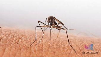 蚊子吃瓜尖视频,一场奇妙的自然现象揭秘  第2张