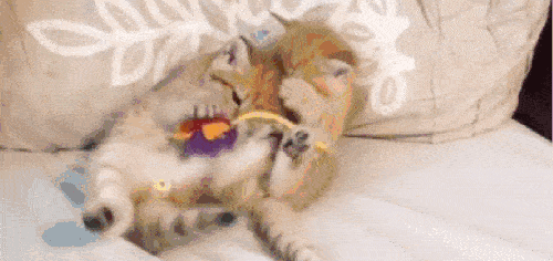 网红小奶猫吃瓜视频,萌态可掬，萌翻网友心  第2张