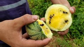 吃豆芽和小瓜的视频,视频带你领略清新口感  第3张